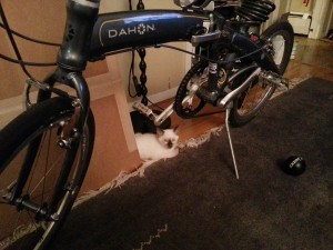 Kitty under Bike